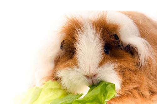 Cobaya