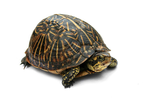Tortuga